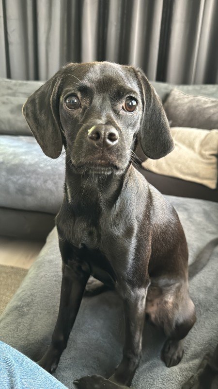 Cleo