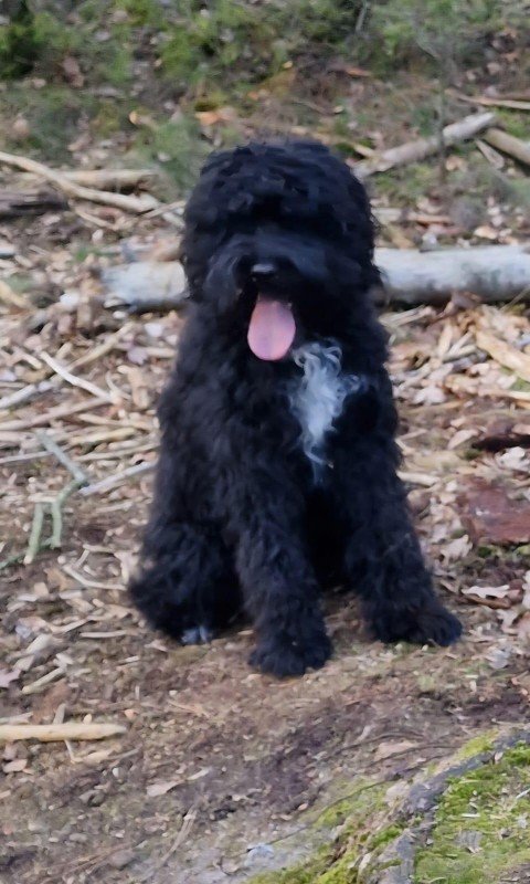 Duke