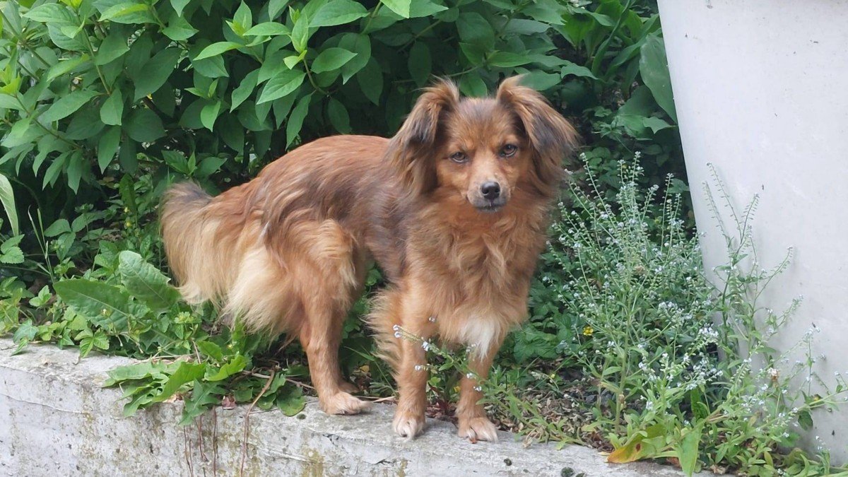 Bella