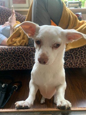 Elvis