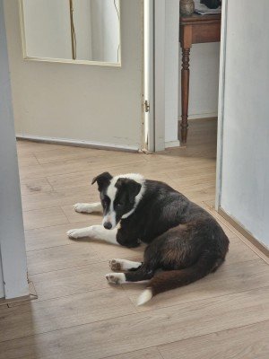 Dobby
