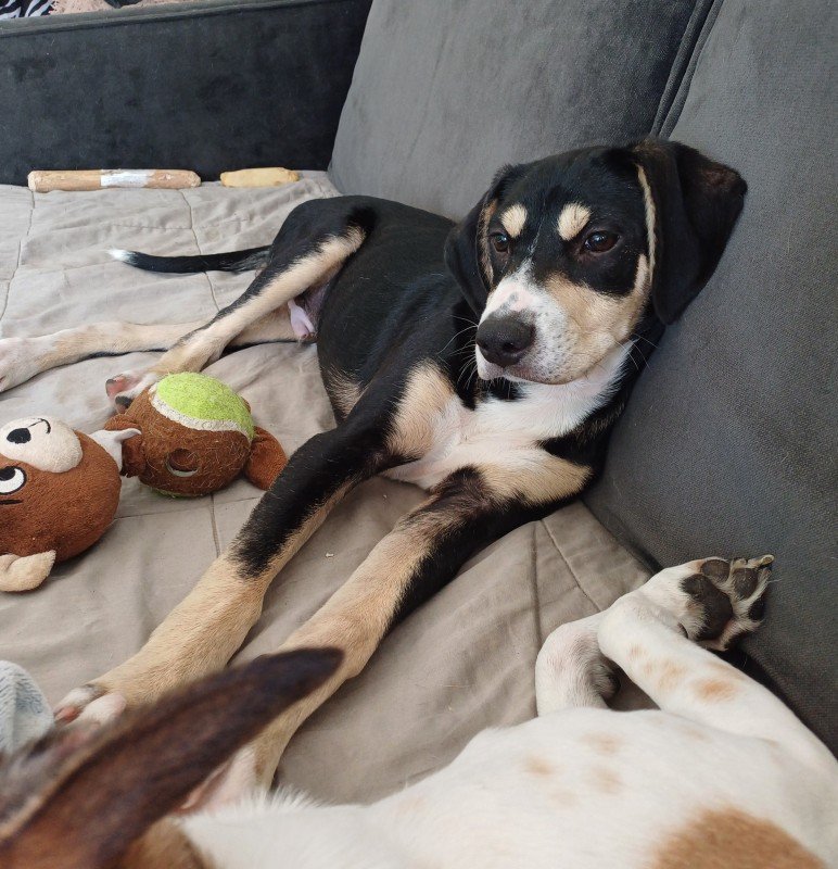 Timon