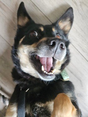 Kees
