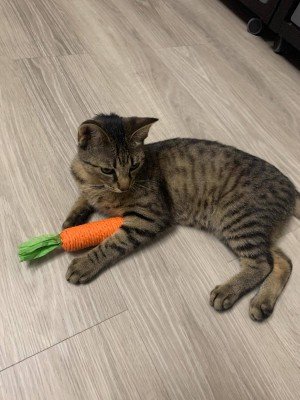 Oliver