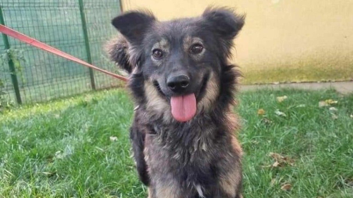 Nala