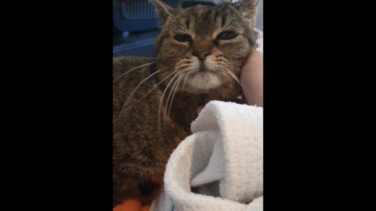Pip