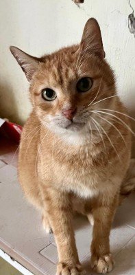 Benji
