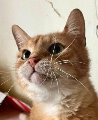 Benji