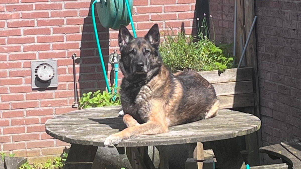 Diesel