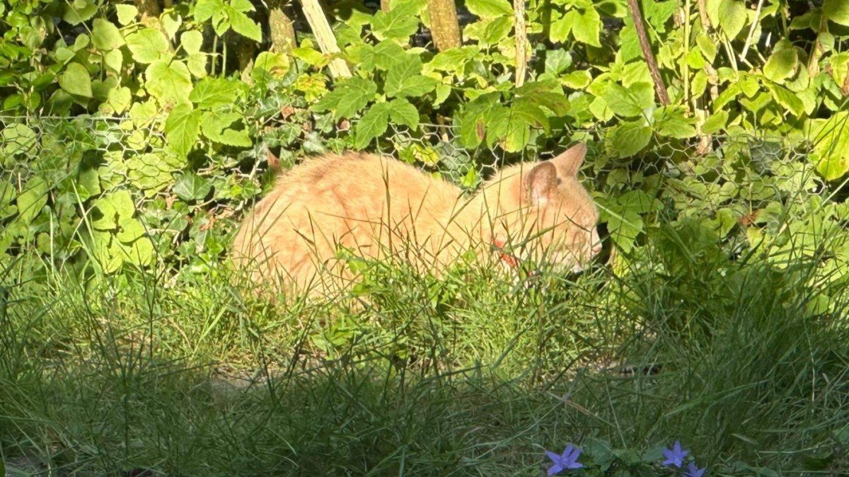 *SPOED* Minou