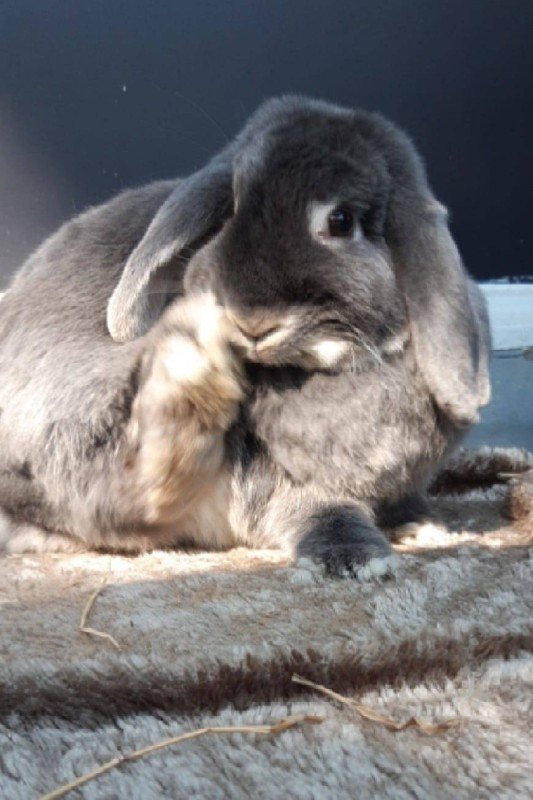 Stampertje