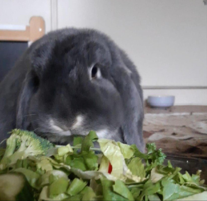 Stampertje