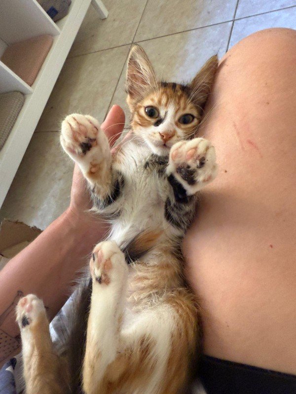 Catalina