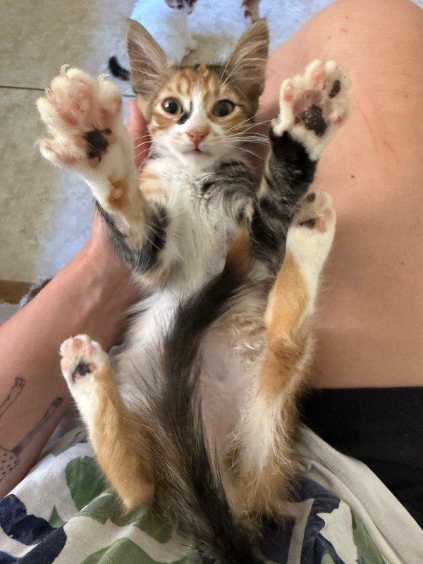Catalina