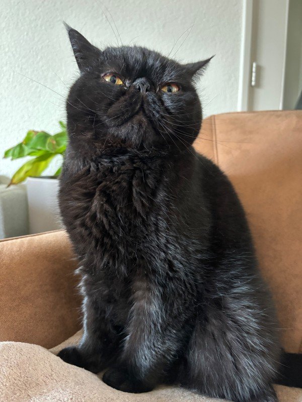 George