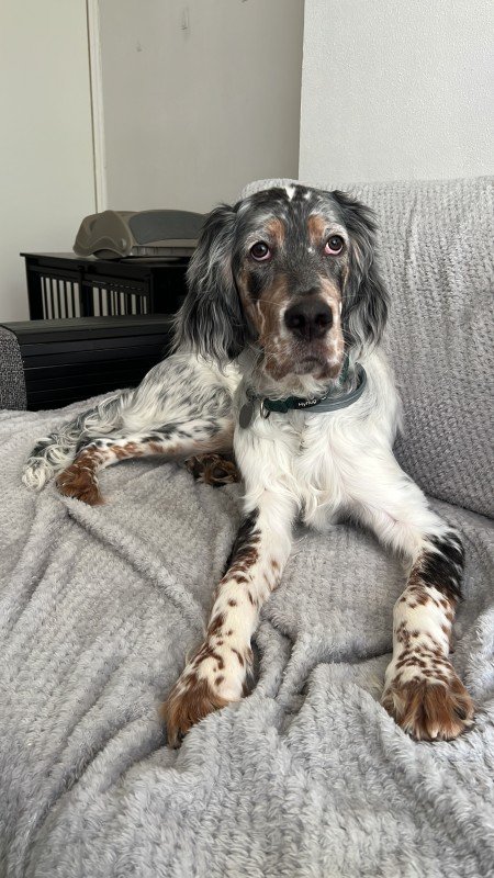 Rigby