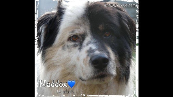 Maddox