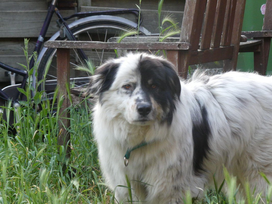 Maddox
