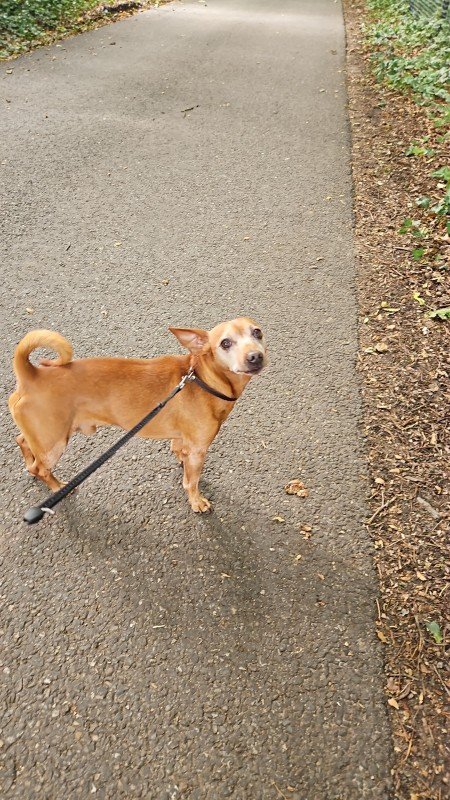 Dobby