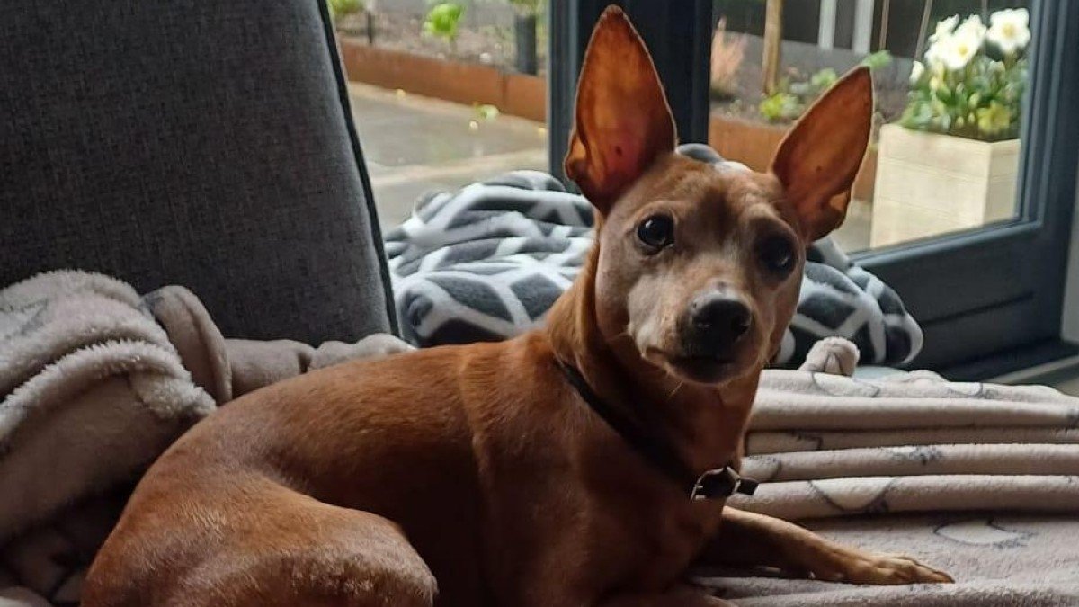 Dobby
