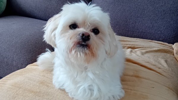 Koosje