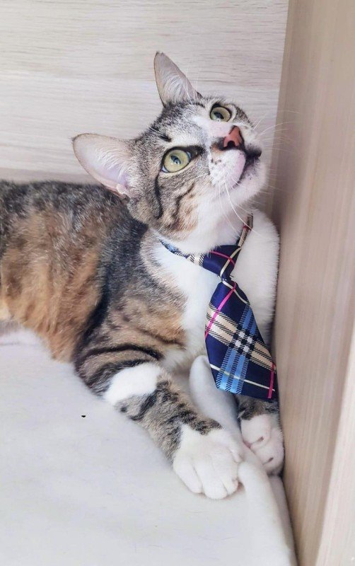 Napkin