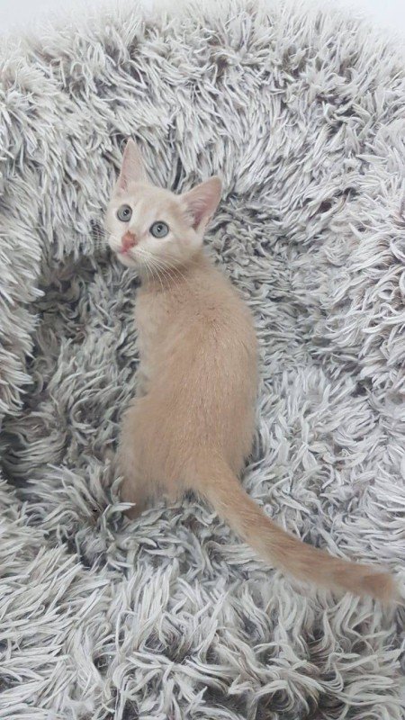 Samira