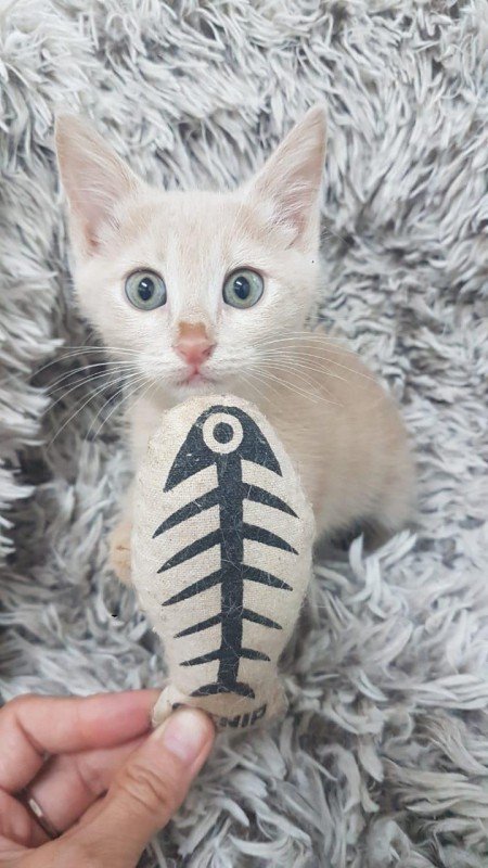 Samira