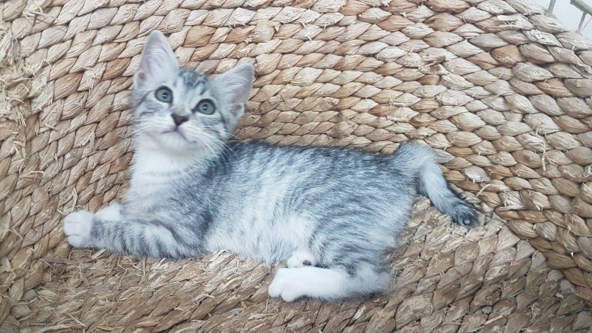 Ava