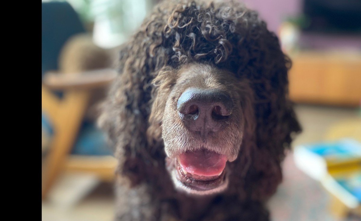 Ziggy