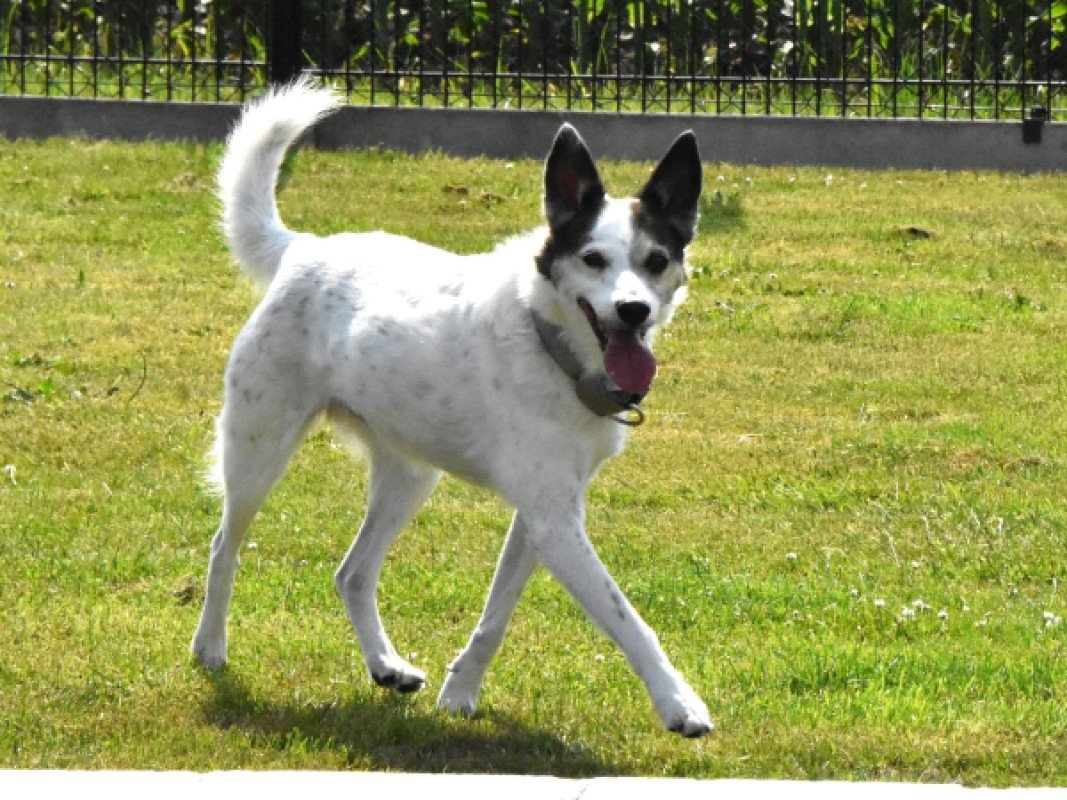 Max