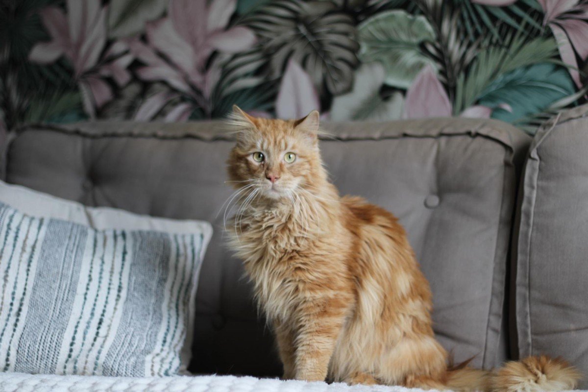 Simba