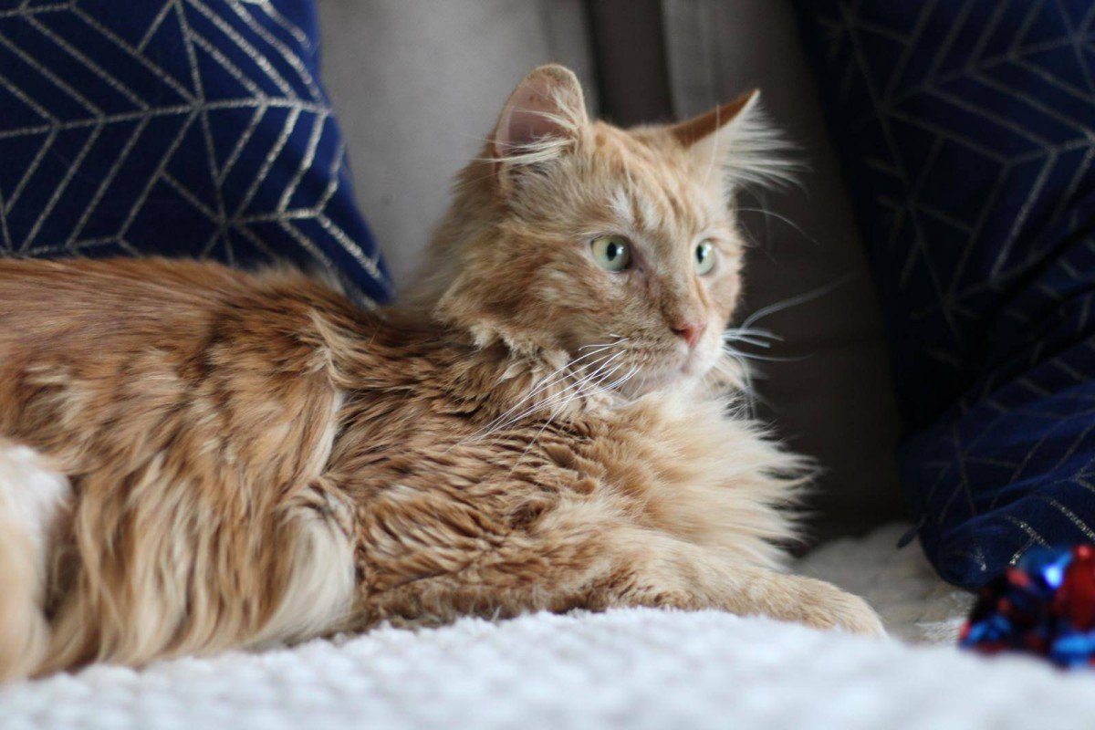 Simba