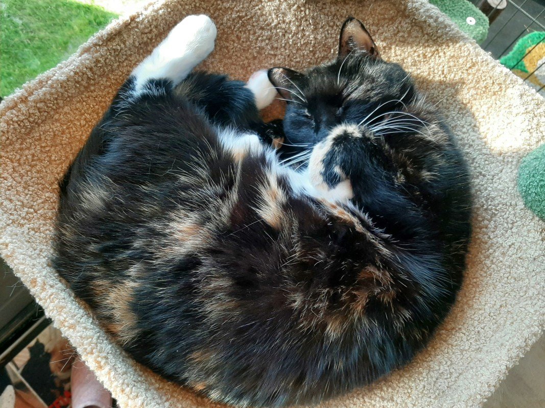 Coco