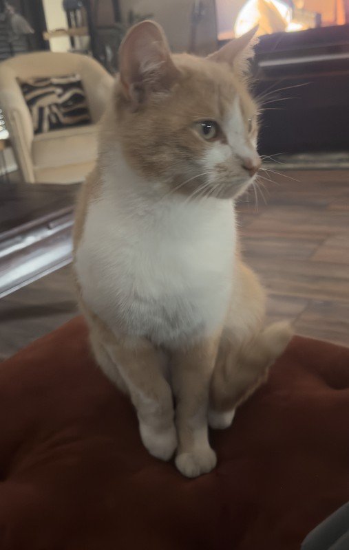 Geppetto