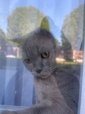 Nala