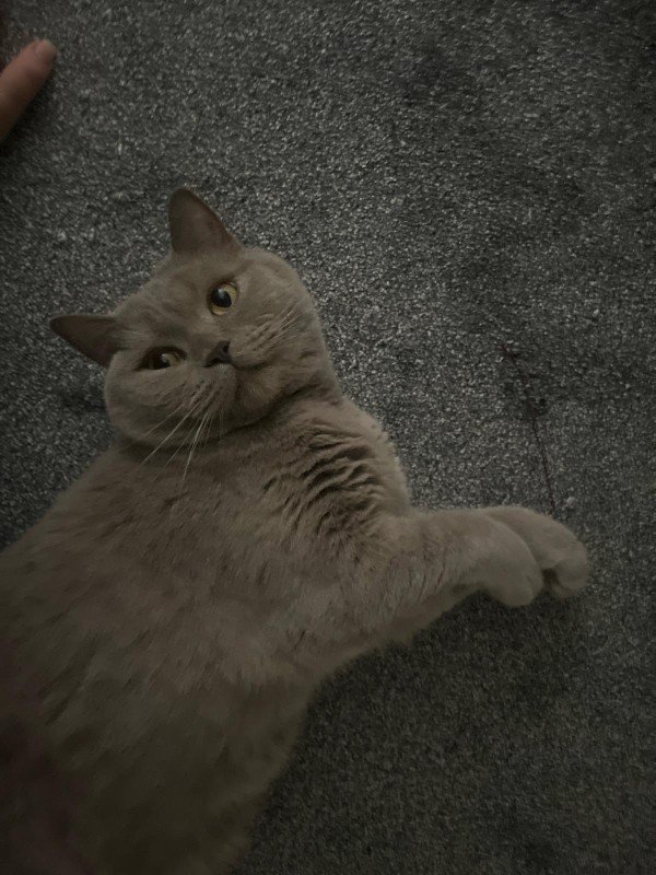 Nala