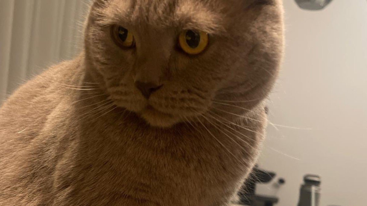 Nala