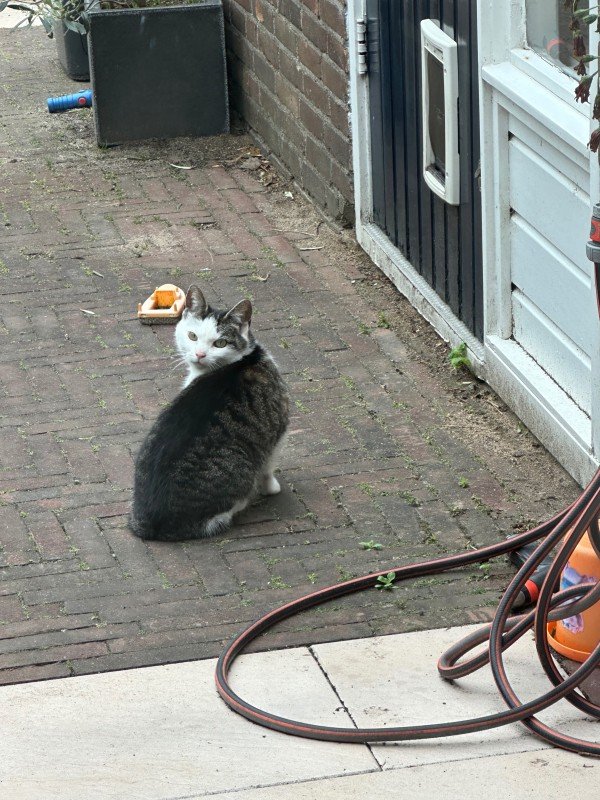 Tibbie
