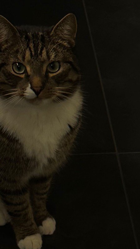 Kedi