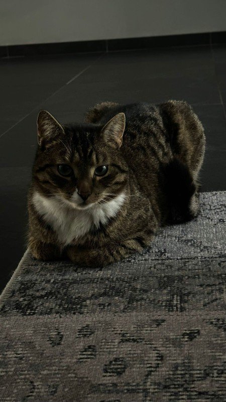 Kedi