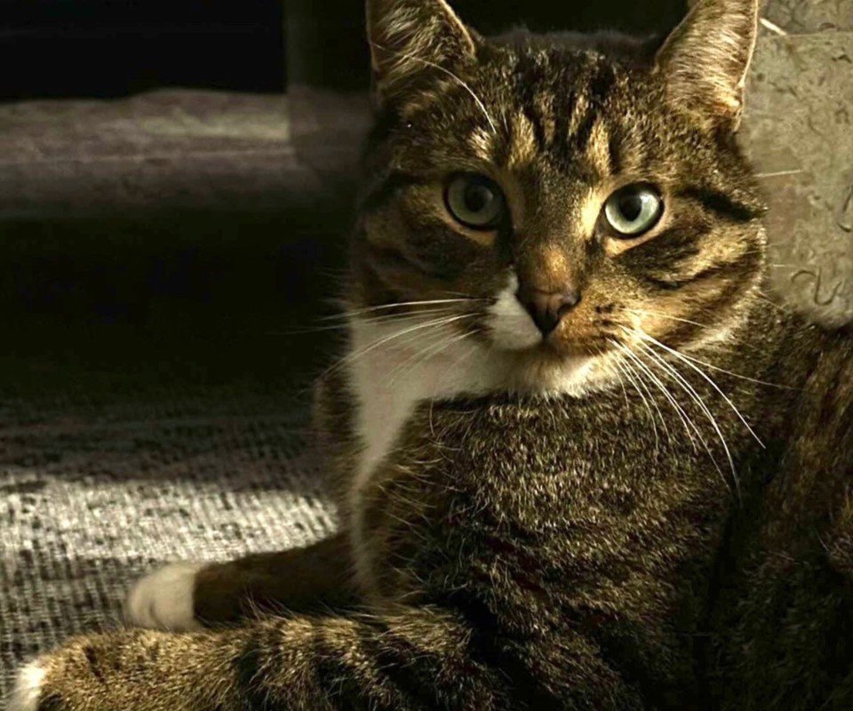 Kedi