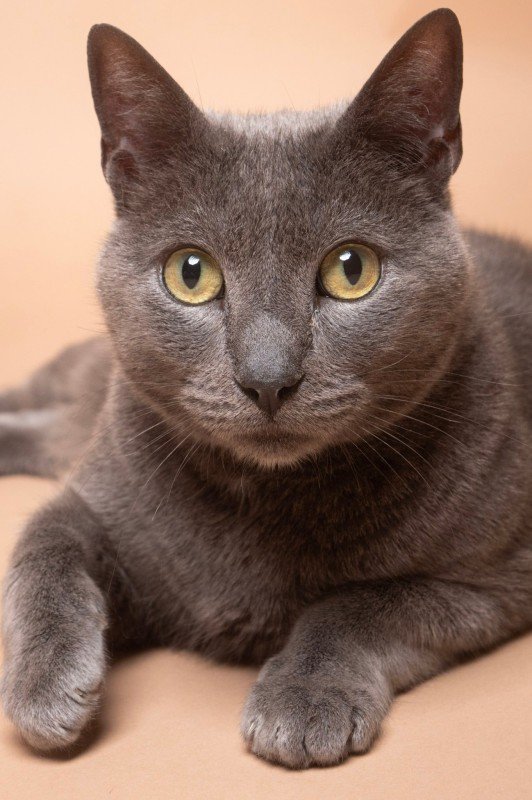 Winston