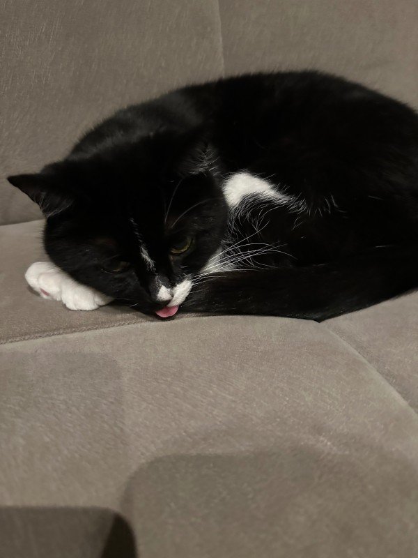 Pamuk