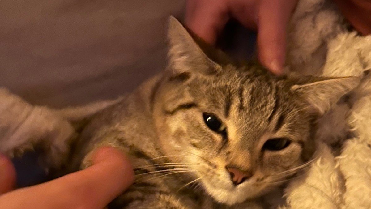 Feline