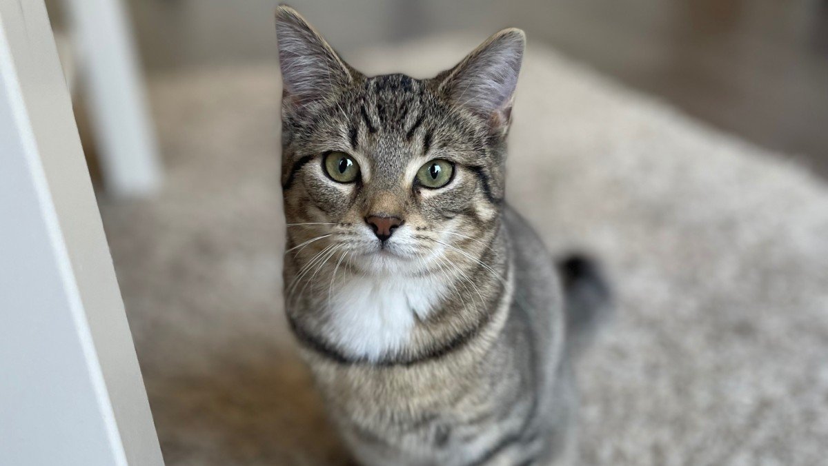 Feline