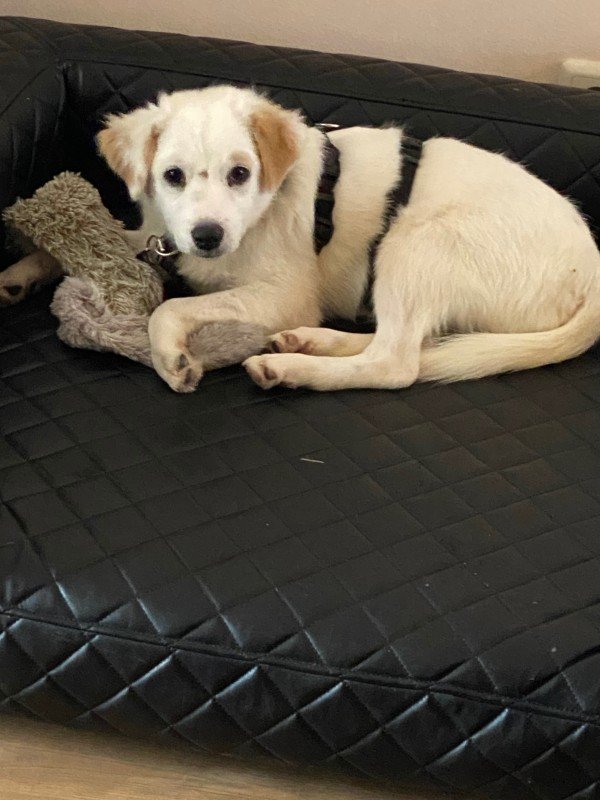 Bowie