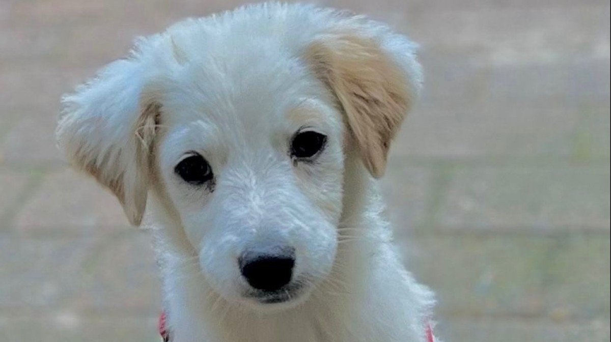 Bowie
