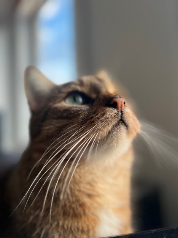 Bernie