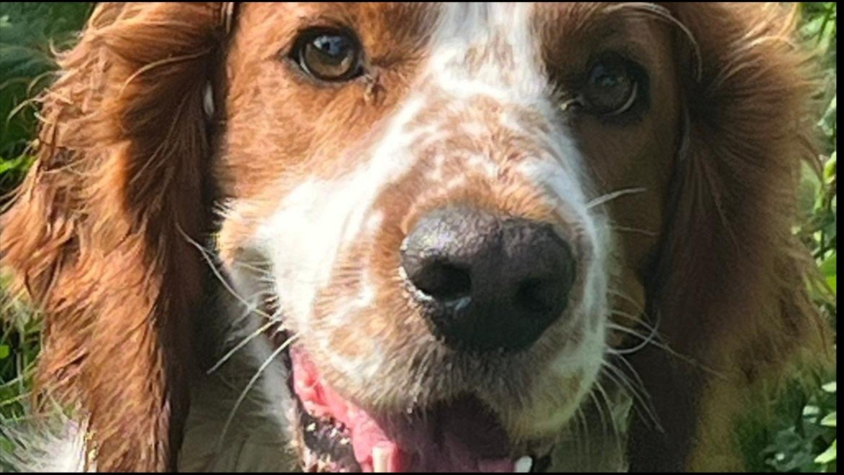 Chico